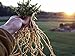 #1008 INDIAN GINSENG* ASHWAGANDHA 25 seeds