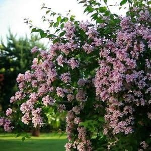 Beauty Bush Seeds Kolkwitzia Amabilis 25 Seeds Amazon Co Uk Garden Outdoors