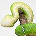 Bits and Pieces - Snake on a Branch Tree Hugger - Outdoor Home Décor Tree Statue - 11