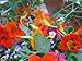 Edible Flower Mix of 12 Varieties 500+ Seeds Very Colorful Free Shipping