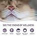 Wellness Healthly Indulgence Morsels Adult Wet Cat Food, Natural, Protein-Rich, Grain Free, 3 Ounce Pouch, 24 Pack, (Chicken & Turkey)