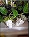 Berry President Skull Flower Pot, White Ceramic Skull Capita Planter, Succulent Plants Pots Potted for Desktop Ornaments Office Decor, paperclips Storage, Small Object Storage Containers (2 Pots)