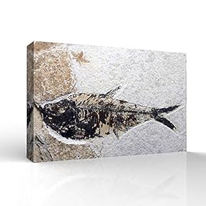 Canvas Wall Art - Vintage Animal Fish Fossil Living Room Poster Prints - Modern Home Art Stretched and Framed Ready to Hang - 12x18 inches