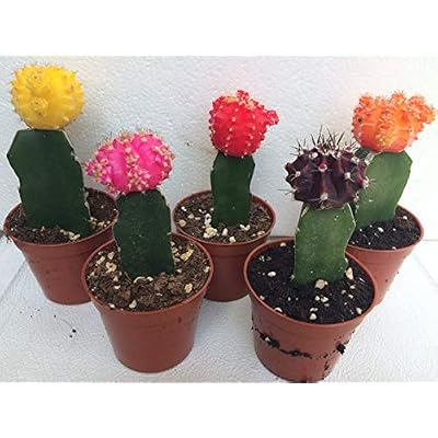 5 Moon Cactus, Assorted