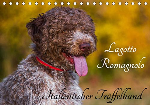 Lagotto Romagnolo - Italienischer Trüffelhund (Tischkalender 2020 DIN A5 quer): Die Trüffelsuchhun by 