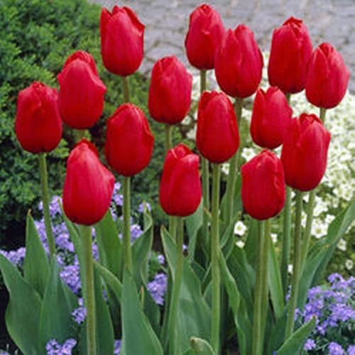 Viridis Hortus - 30 x Kingsblood - Tulip Bulbs - Single Late - Available in Packs of 10, 20, 30 & 40 (We ONLY Ship This Item with-in UK)