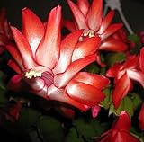 Red Christmas Cactus Plant - Zygocactus - 4