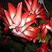 Red Christmas Cactus Plant - Zygocactus - 4