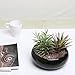 MyGift 8 Inch Glazed Black Ceramic Succulent Planter Pot - Decorative Flower Plant Bowl with Removable Saucer