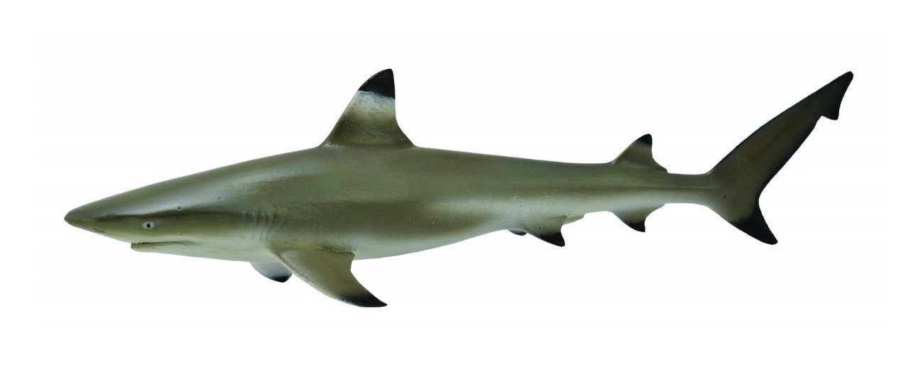 CollectA Sea Life Blacktip Reef SharkToy Figure - Authentic Hand Painted Model