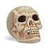 FloraCraft EPS Skull Head with No Neck