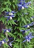 Blue Bird macropetala Clematis 15 Seeds - Vine