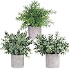 Winlyn Mini Potted Plants Artificial Eucalyptus Boxwood Rosemary Greenery in Pots Faux Potted Herbs Small Houseplants 8… 51LdNynvurL