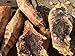4 Directions Bushcraft Fatwood Pine Lighter Missouri Harvested Natural Waterproof fire Starting Pine Tinder Raw unprocessed