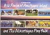 A Portrait of the Wild Ponies of Assateague Island and The Chincoteague Pony Swim