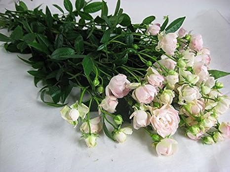 Amazon バラ 生花 切り花 薔薇 ミニバラ フクショク オールドf Pwなど5本 切り花 オンライン通販