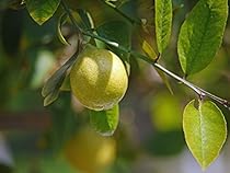 EL LIMON el mejor remedio natural que existe: Limon cura,belleza,salud,limpia,purifica,etc (Spanish Edition) EL LIMON el mejor remedio natural que existe: Limon cura,belleza,salud,limpia,purifica,etc (Spanish Edition)