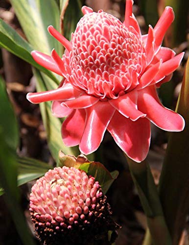 Notebook: Passion flower rainforest wildlife nature pink red green passionate passionfruit fruit by Wild Pages Press