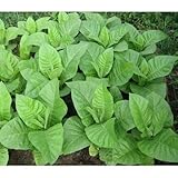 Organic Tobacco seeds 