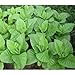 Organic Tobacco Seeds"Burley" (Nicotiana tabacum) Strong! Heirloom - 5000 Seeds