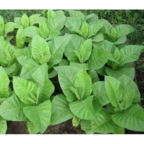 Organic Tobacco seeds 