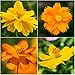 Package of 400 Seeds, Bright Lights Cosmos Mix (Cosmos Sulphureus) Non-GMO Seeds By Seed Needs