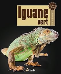 Iguane vert