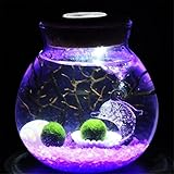 Danmu Glass Marimo Terrarium Opening Orb Terrarium with LED Light Cork Miniature Plant Pots Bonsai Craft Micro Landscape DIY Decor (L: 16 x 15cm)