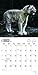 2017 Monthly Wall Calendar - White Tigers