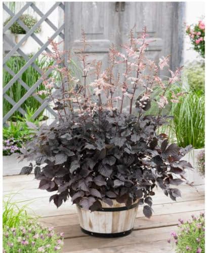 Amazon 予約商品 宿根草苗 アスチルベ チョコレートショーグン 日陰 半日陰に向く ９ｃｍロングポット １１月１８日より順次発送 鉢