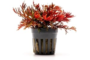 SubstrateSource Live Terrarium Plants - Spikey Moss for Terrariums, Paludariums - Easy, Beginner Friendly (Selaginella Erythropus Ruby Red Club Moss, (1 Pot))