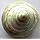 100% Genuine, Pure and Beautiful Moti Sankh or Pearl Conch for Mahalakshmi Puja