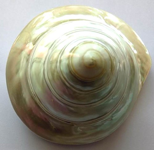 100% Genuine, Pure and Beautiful Moti Sankh or Pearl Conch for Mahalakshmi Puja