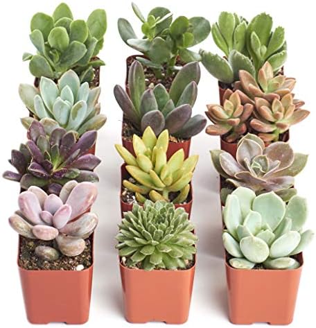 底値生活 In アメリカ Shopsucculents 多肉植物 Succulent エアプランツ Air Plant