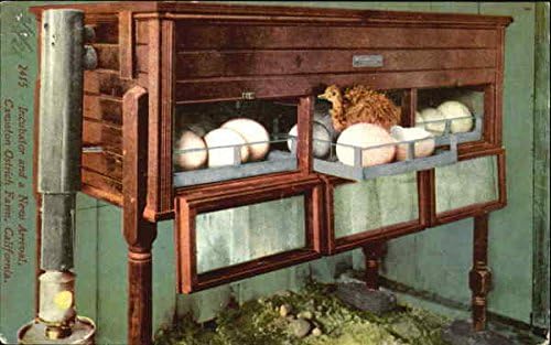 Incubator And A New Arrival, Cawston Ostrich Farm Ostriches California Original Vintage Postcard
