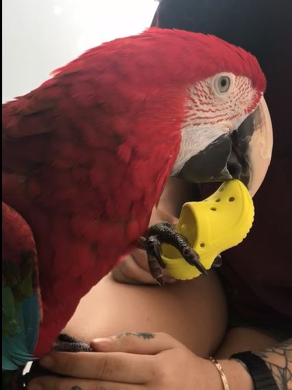 6 Birds+LOVE+Sneakers+Ferrets+Rabbits