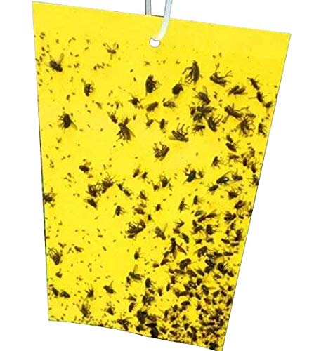 Highly Effective Sticky Trap Paper For Aphid Whitefly House Fly