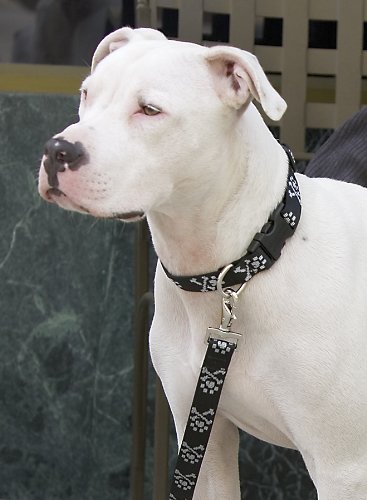 LupinePet Originals 1" Bling Bonz 16-28" Adjustable Collar for Large Dogs