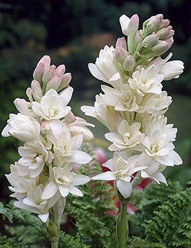 Seedsnpots Rajnigandha Double Flower Bulbs 10 Bulbs Tuberose Good Size Bulbs Fragrant Amazon In Garden Outdoors