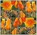 1,200 CALIFORNIA ORANGE POPPY FLOWER SEEDS E. californica GOLDEN CA STATE FLOWER