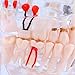 Tooth Model, Disease Teaching Study Adult Typodont Demonstration Teeth Model New