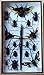 REAL BIG SIZE MIXS INSECT TAXIDERMY SET IN BOXES DISPLAY FOR COLLECTIBLES