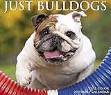 Just Bulldogs 2019 Box Calendar (Dog Breed Calendar) by