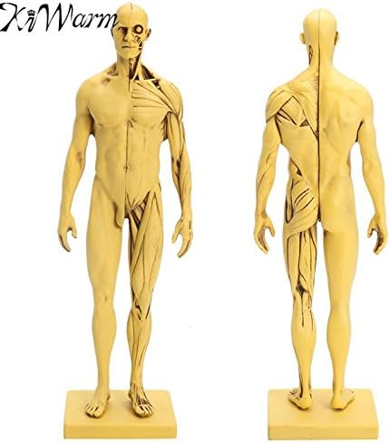 30cm Height Human Anatomical Anatomy Skull Sculpture Head Body Model Muscle Home Office Ornament Craft