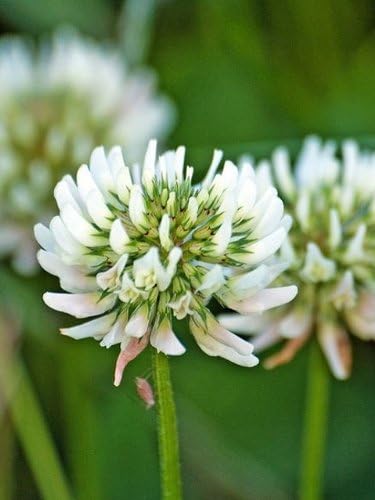 Clover, Wild White (Trifolium repens) Plant - 25 Plug Plants (40cc)