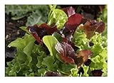 David's Garden Seeds Lettuce Mix Encore SL2369 (Multi) 500 Non-GMO, Organic Seeds