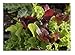 David's Garden Seeds Lettuce Mix Encore SL2369 (Multi) 500 Non-GMO, Organic Seeds primary