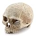 Aquarium Resin Skull, for Aquarium Decoration Reptile House Cave Family Daily Decorationthumb 4