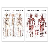 24” x 36” Large Double Sided Muscular and Skeletal System Anatomical Wall Poster/Laminated Human Body Poster/Anatomy Poster/Medical Poster/Human Muscle Skeleton Reference Chart by JJ CARE