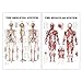 24” x 36” Large Double Sided Muscular and Skeletal System Anatomical Wall Poster/Laminated Human Body Poster/Anatomy Poster/Medical Poster/Human Muscle Skeleton Reference Chart by JJ CARE